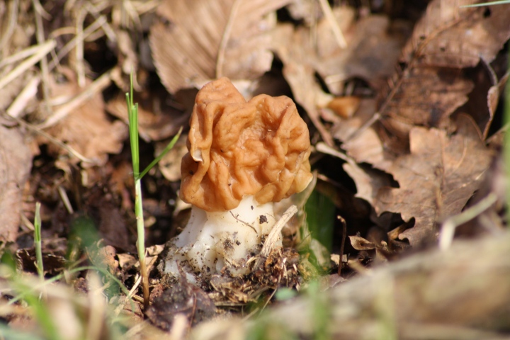 Funghi del parco del ticino da ID